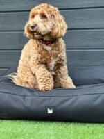 Mighty B-DOG Bed - Forest Green - Image 9